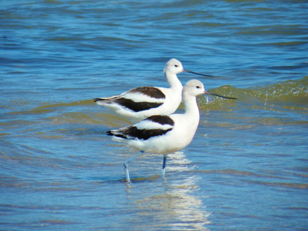 American Avocetes by Brion R. Judge