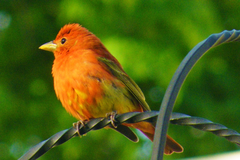 Summer Tanager by Brion R. Judge