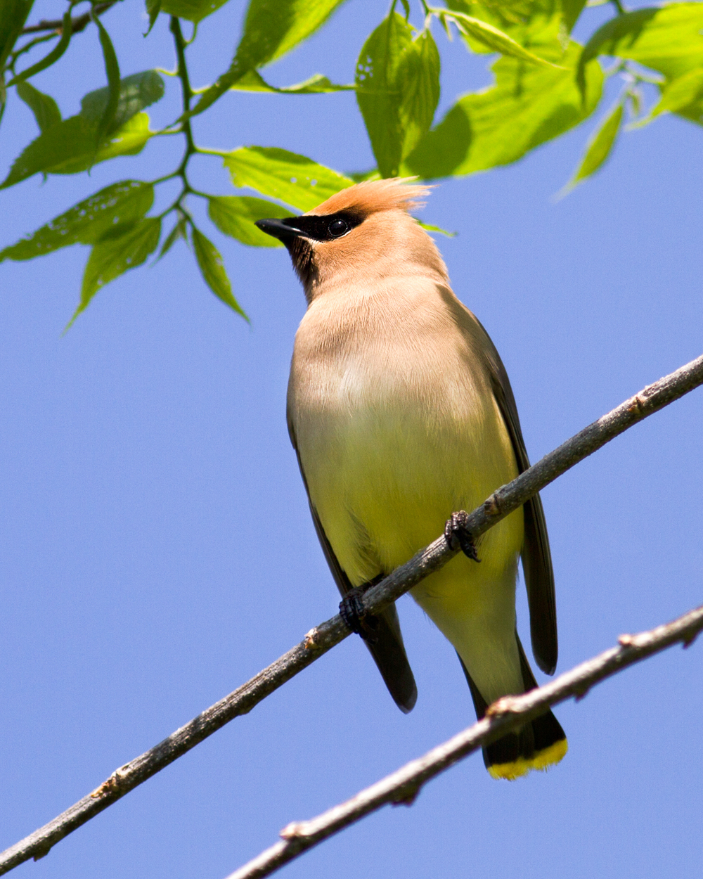 Cedar Waxwing, City Birds