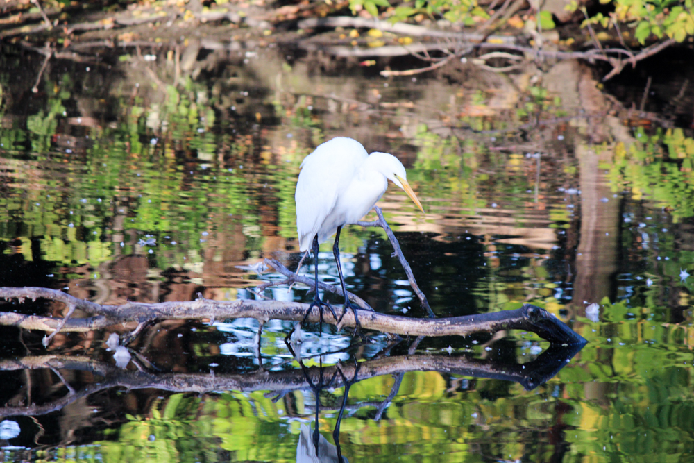 Great Egret, Brion R. Judge, City Birds