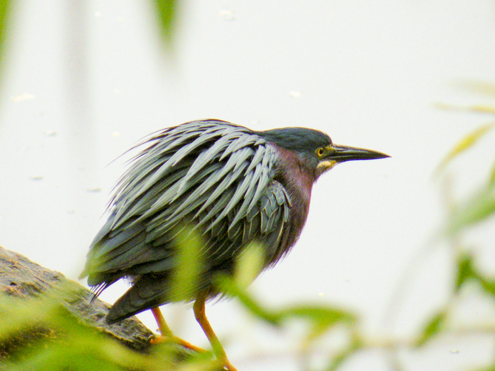 Green Heron, Brion R. Judge, City Birds