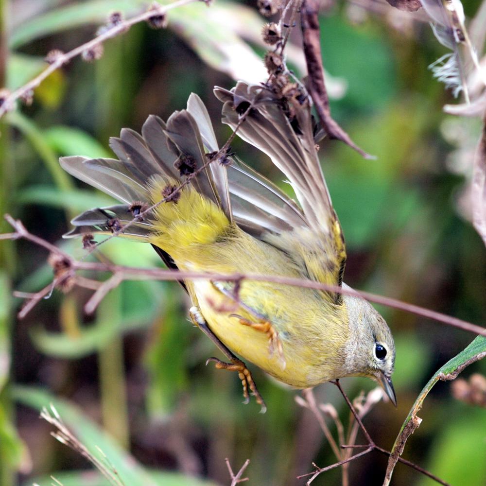 Crowned Warbler, City Birds