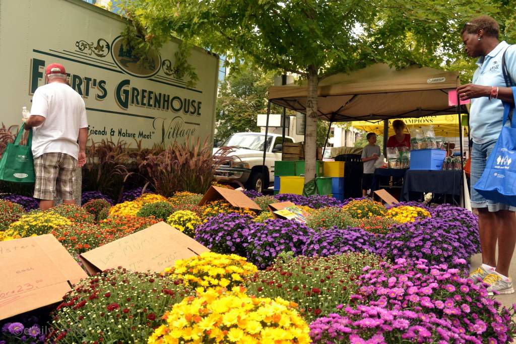 Farmers' Market Fall Flowers 