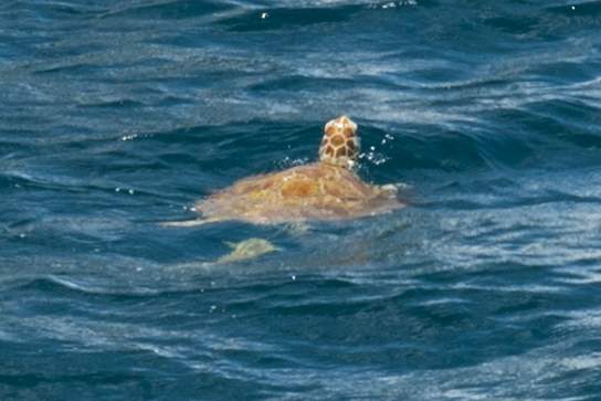 Sea Turtle