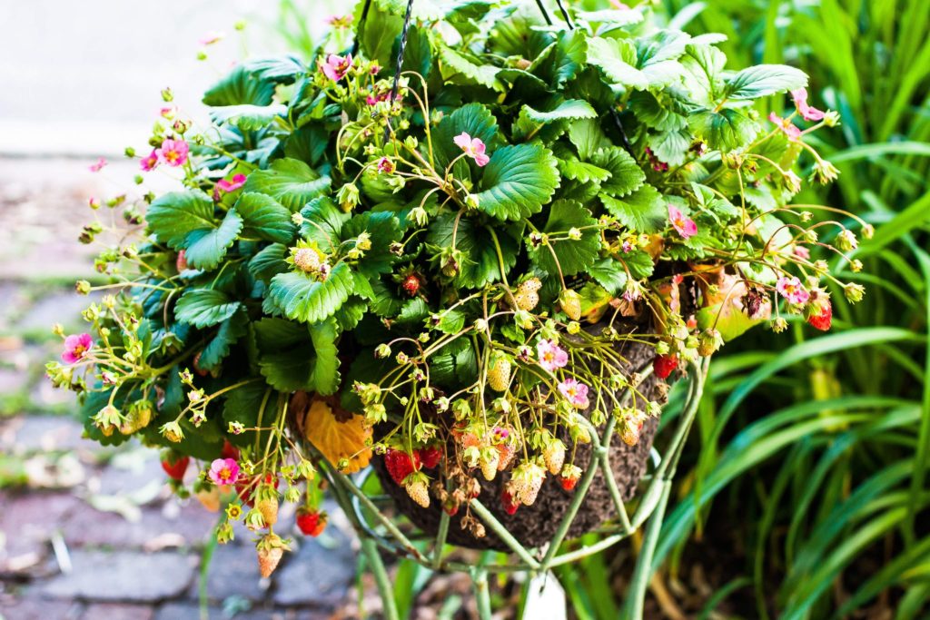 Strawberry Basket