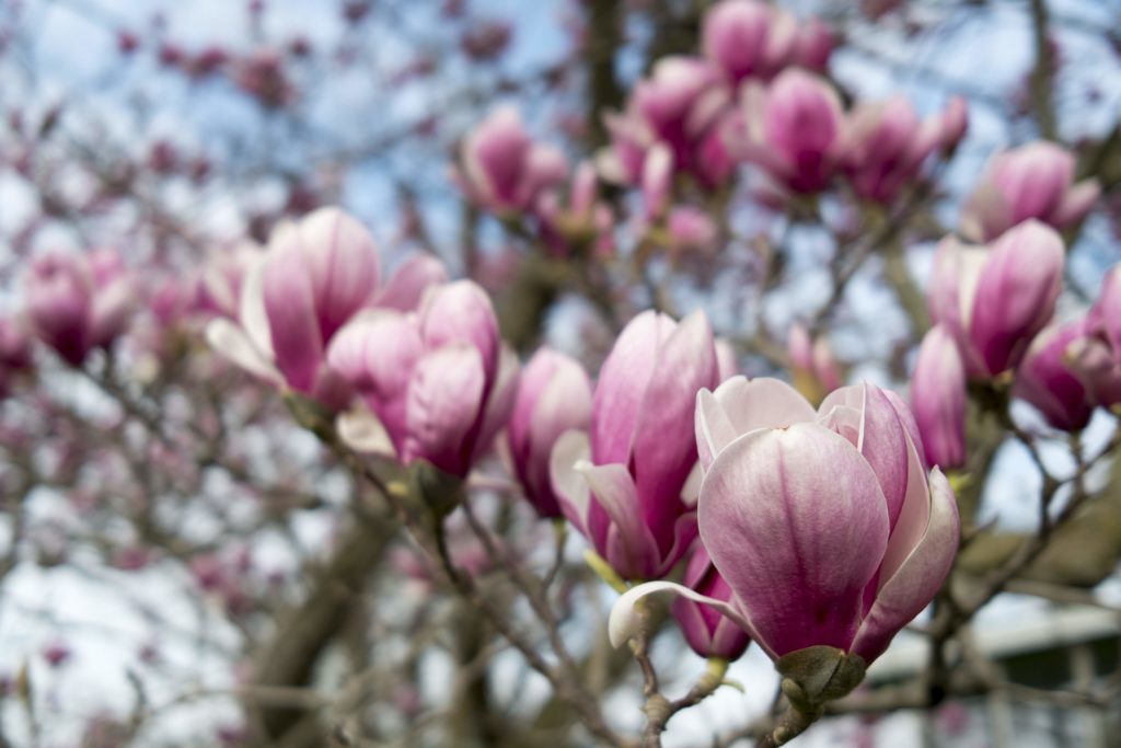 Magnolia