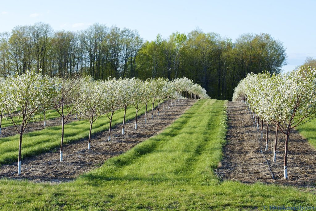 Cherry Orchard by Elvis Kennedy