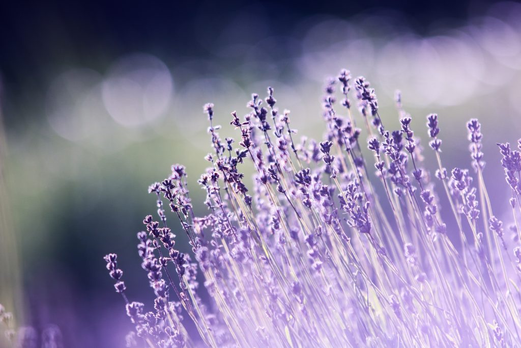 Lavender Fields