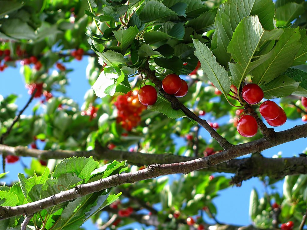 Cherries ready to pick!