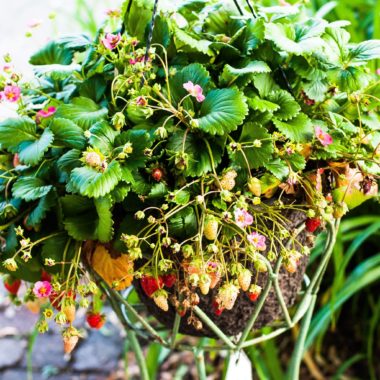 Strawberry Basket