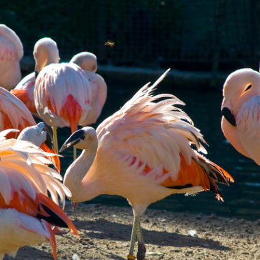 Flamingos by Phineas Jones