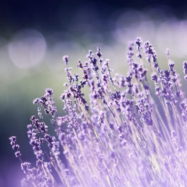 Lavender Fields