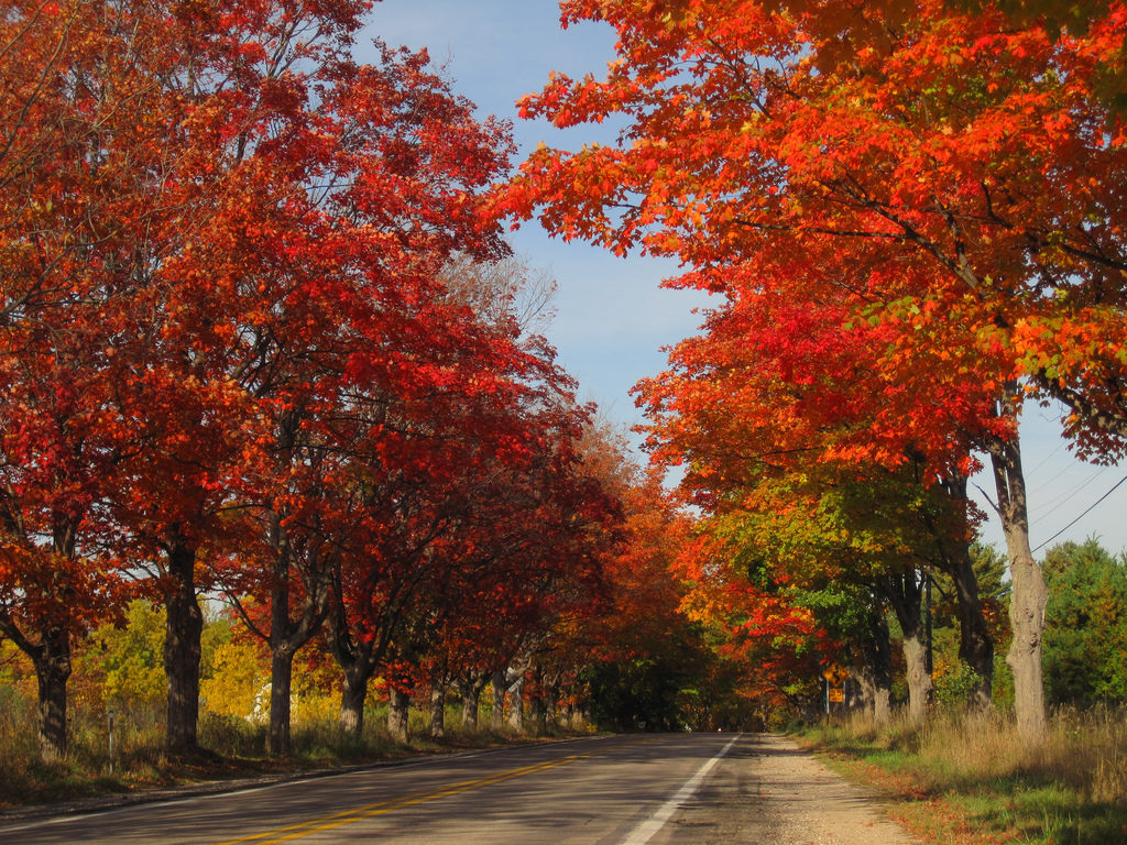 Tree Tunnel by Julie Falk