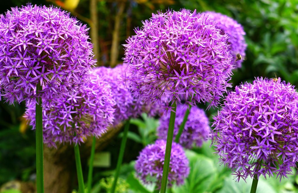 Allium bulbs